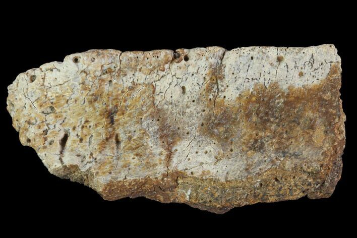 Ceratopsian Frill Shield Section - Canada #94867